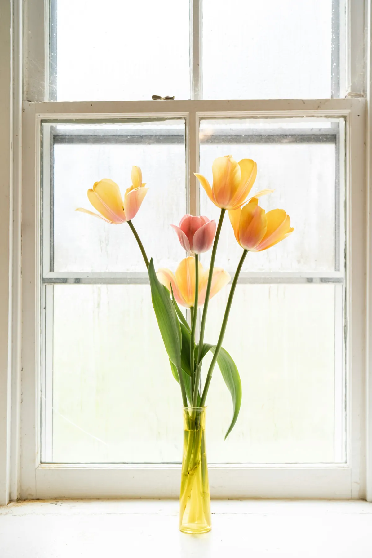 Tulpen in een gele glazen vaas voor een licht venster